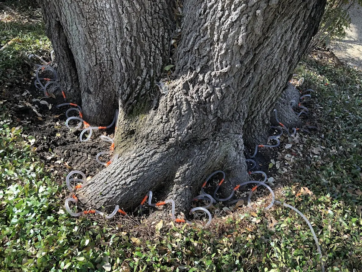 Detailed Tree Cabling and Bracing job site in Monson