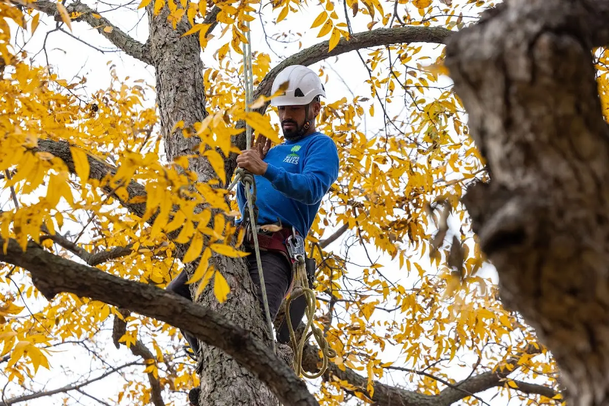 Skilled Tree Pruning crew working in Monson